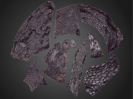Darkened, pebbly scraps of reptile skin