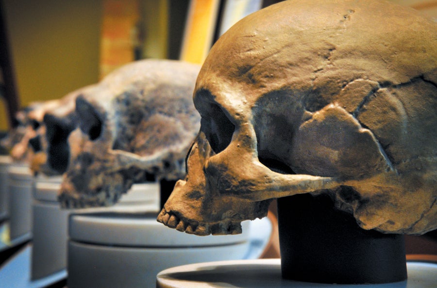 Skull on display in a museum